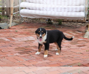 Bernese Mountain Dog-Collie Mix Puppy for sale in SHILOH, OH, USA