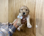 Small #2 Golden Retriever