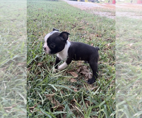 Medium Photo #11 Boston Terrier Puppy For Sale in FREDONIA, KS, USA