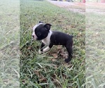 Small #10 Boston Terrier