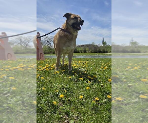 Medium Photo #4 Mutt Puppy For Sale in Oskaloosa, IA, USA