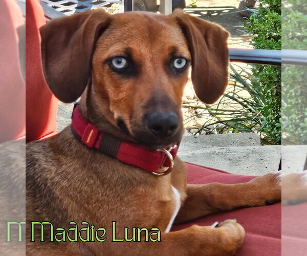 Medium Photo #5 Dachshund Puppy For Sale in San Antonio, TX, USA