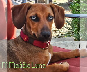Maddie Luna - Female Dachshund Dog for Adoption - Photo #5