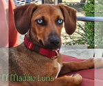 Small Photo #5 Dachshund Puppy For Sale in San Antonio, TX, USA