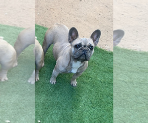 Mother of the French Bulldog puppies born on 10/06/2022