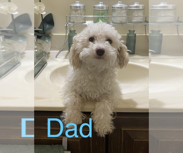 Medium Photo #1 Shih-Poo Puppy For Sale in WILMINGTON, DE, USA