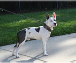 Small #1 Mutt