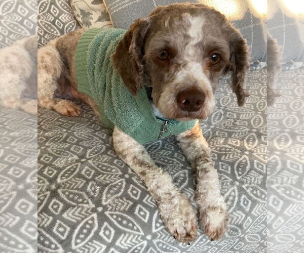 Medium Photo #1 Poodle (Miniature)-Unknown Mix Puppy For Sale in Bellevue, WA, USA