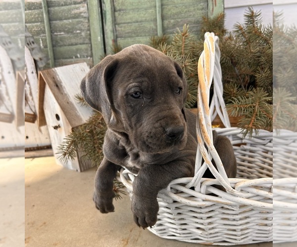 Medium Photo #4 Great Dane Puppy For Sale in MIDDLEBURY, IN, USA