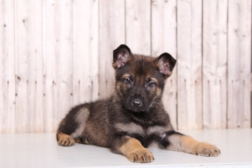 Medium Photo #1 German Shepherd Dog Puppy For Sale in MOUNT VERNON, OH, USA