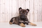 Small Photo #1 German Shepherd Dog Puppy For Sale in MOUNT VERNON, OH, USA