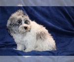 Small #22 ShihPoo