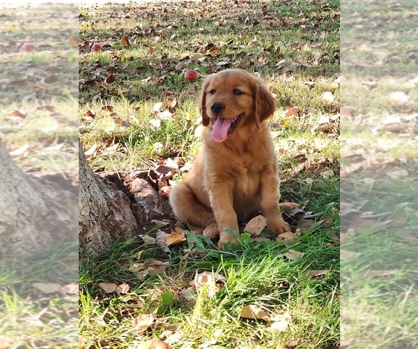 Medium Photo #5 Golden Retriever Puppy For Sale in FERNDALE, WA, USA