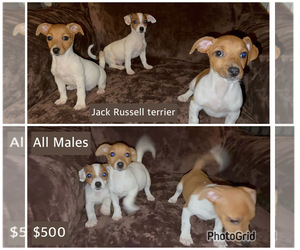Jack Russell Terrier Puppy for Sale in DETROIT, Michigan USA