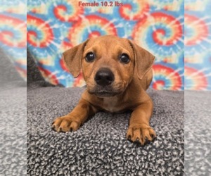 Labrador Retriever-Unknown Mix Dogs for adoption in Royal Palm Beach, FL, USA