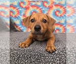 Small Labrador Retriever Mix