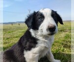 Small #9 Border Collie