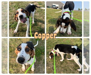 Coonhound-Unknown Mix Dogs for adoption in Pierceton , IN, USA