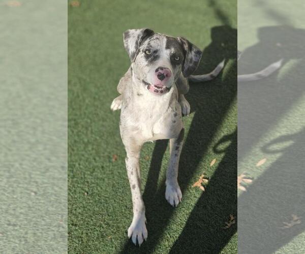 Medium Photo #7 Catahoula Leopard Dog-Unknown Mix Puppy For Sale in Rockwall, TX, USA