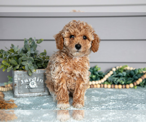 Medium Poodle (Miniature)