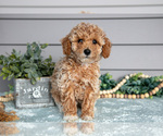 Puppy Paul Poodle (Miniature)