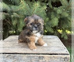 Small #2 Shorkie Tzu