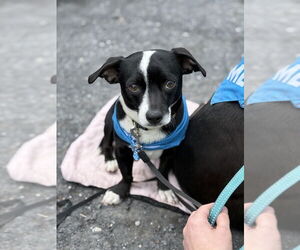 Chihuahua-Unknown Mix Dogs for adoption in Shermans Dale, PA, USA