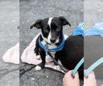 Small Chihuahua Mix