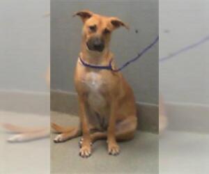 German Shepherd Dog-Unknown Mix Dogs for adoption in Las Vegas, NV, USA