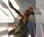 Small #8 American Pit Bull Terrier-American Staffordshire Terrier Mix