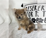 Image preview for Ad Listing. Nickname: Pom Pom