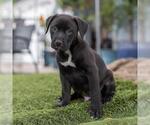 Small #3 Labrador Retriever Mix