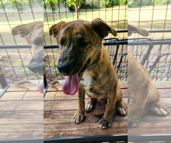 Medium Photo #8 German Shepherd Dog-Great Pyrenees Mix Puppy For Sale in Clinton, OK, USA