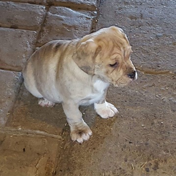 Medium Photo #1 Beabull Puppy For Sale in CIRCLEVILLE, NY, USA