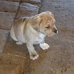 Small Photo #1 Beabull Puppy For Sale in CIRCLEVILLE, NY, USA