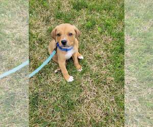 Puggle Dogs for adoption in pomfret, CT, USA