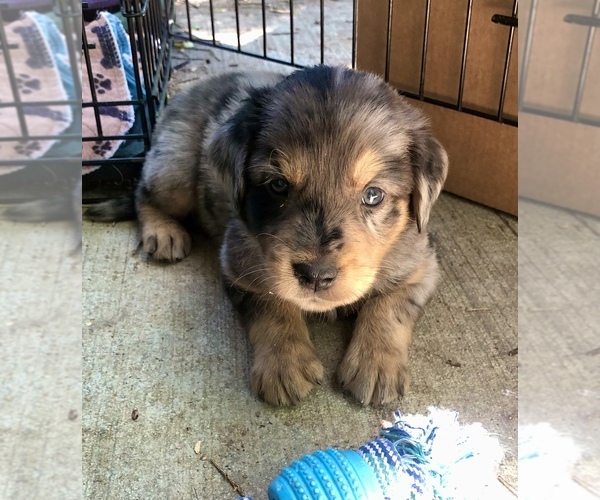 Medium Photo #20 Border Collie-Golden Retriever Mix Puppy For Sale in OVERLAND PARK, KS, USA