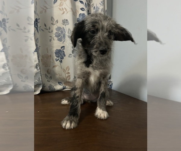 Medium Photo #9 Cockapoo (Miniature) Puppy For Sale in DURHAM, CT, USA