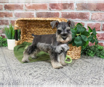 Small #7 Schnauzer (Miniature)