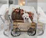 Puppy Jack Poodle (Toy)