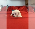Small #3 Dachshund