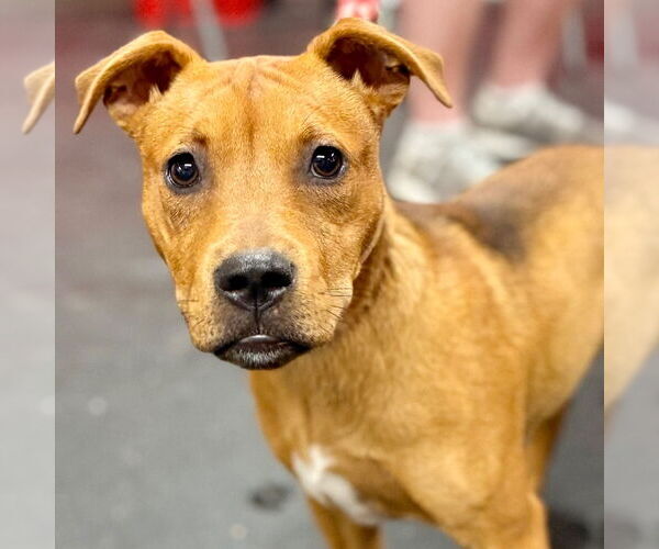 Medium Photo #8 Mutt Puppy For Sale in Canton, CT, USA