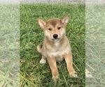 Small #4 Shiba Inu