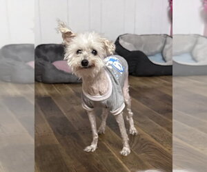 Poodle (Miniature) Dogs for adoption in Mooresville, NC, USA
