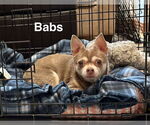 Small #1 Chihuahua Mix
