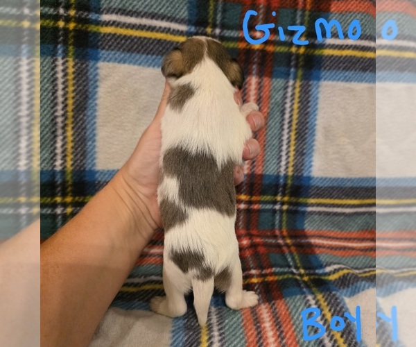 Medium Photo #6 Chizer Puppy For Sale in MONTEZUMA, GA, USA