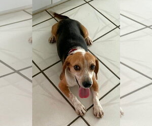 Beagle Dogs for adoption in Dunnellon, FL, USA