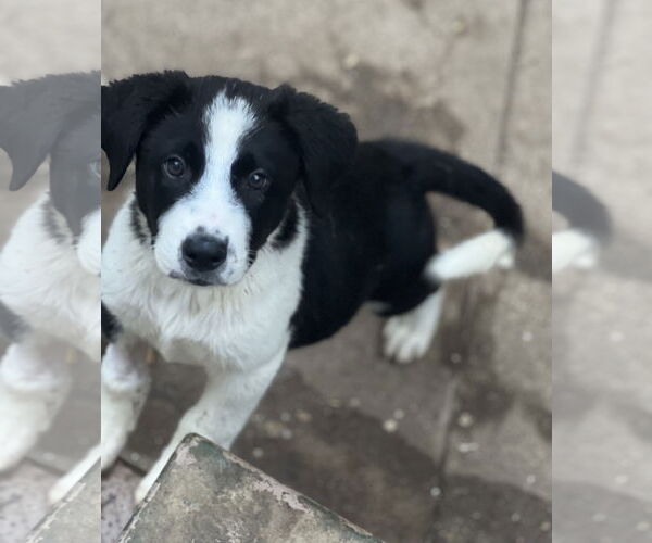 Medium Photo #3 Border Collie-Unknown Mix Puppy For Sale in Dana Point, CA, USA