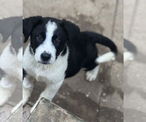 Jace - Male Border Collie-Unknown Mix Dog for Adoption - Photo #3