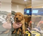 Puppy Lime Green Golden Retriever